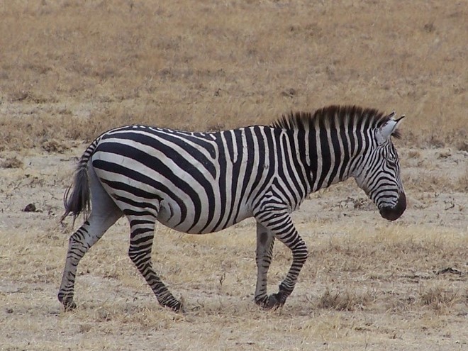 When a Zebra Becomes Your Mascott www.monahodgson.com